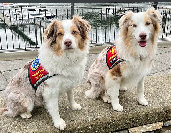 Therapy Dogs Hannah and Henry - Gig Harbor, WA